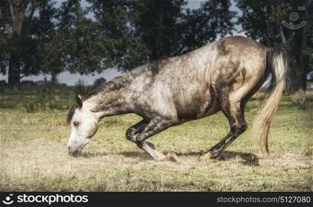 Free Grey horse kneeling at pasture background. Happy horses lifestyle , freedom liberty dressage