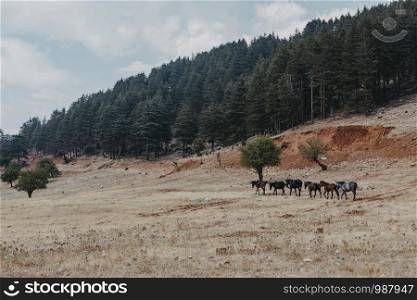 free horses wandering the land in Turkey Antalya