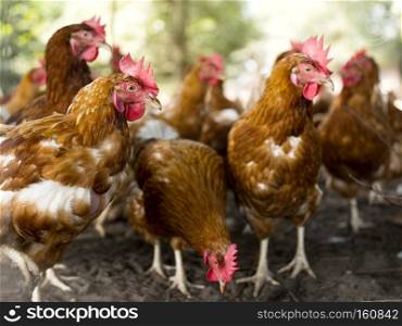 free range brown chickens in dirt under shrubs on organic farm in the netherlands near scherpenzeel in the province of utrecht