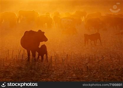 Free-range cattle, including cows and calves, feeding on dusty field at sunset, South Africa
