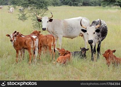 Free-range cattle with calves in grassland on a rural farm, South Africa  