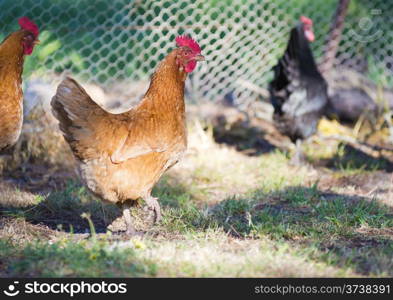Free range chickens roam the yard on a small farm