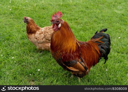 free range cockerel and hen on a green grass background