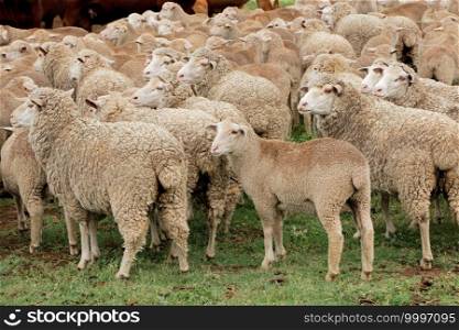 Free-range merino sheep on a rural South African farm 