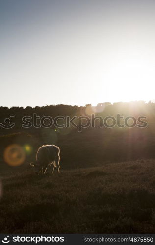 Free-Range New Forest Cattle