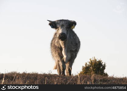 Free-Range New Forest Cattle