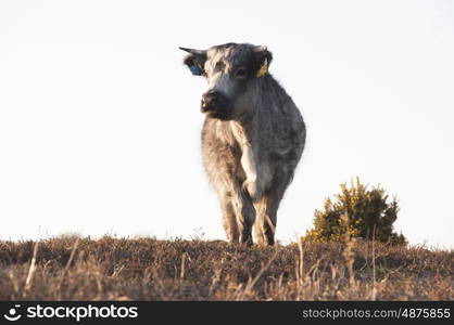 Free-Range New Forest Cattle