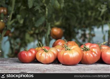 Free red vegetables of tomato 