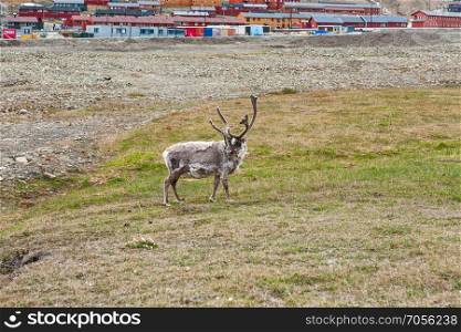 Free reindeer in Longyearbyen in Svalbard islands, Norway. Free reindeer in Longyearbyen, Norway