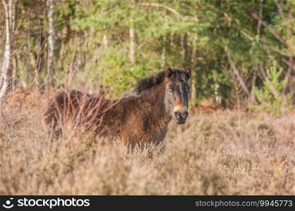 Free roaming Exmoor pony in heathland and woodland