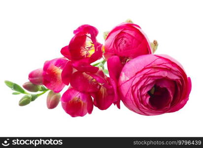 Freeseia and ranunculus fresh flowers isolated on white background. Freeseia fresh flowers