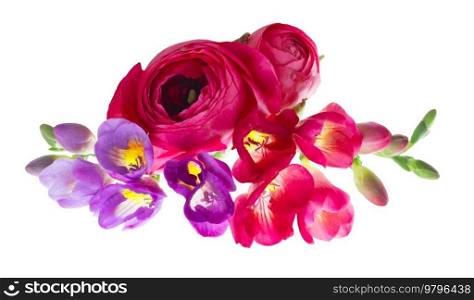 Freeseia and ranunculus pink and violet fresh flowers isolated on white background. Freeseia fresh flowers