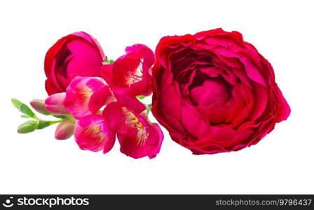 Freeseia and ranunculus red flowers isolated on white background. Freeseia fresh flowers