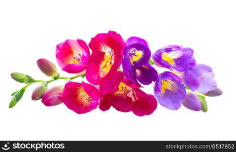 Freeseia fresh flowers. Freeseia pink and violet fresh flowers isolated on white background