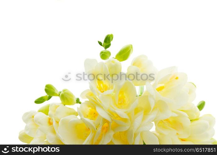 Freeseia fresh flowers. White freeseia fresh flowers border isolated on white background
