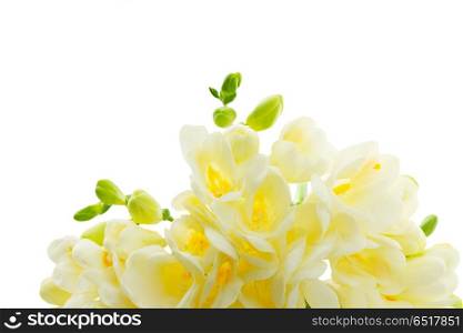 Freeseia fresh flowers. White freeseia fresh flowers border isolated on white background