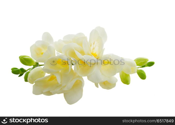 Freeseia fresh flowers. White freeseia fresh flowers isolated on white background