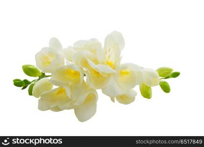 Freeseia fresh flowers. White freeseia fresh flowers isolated on white background