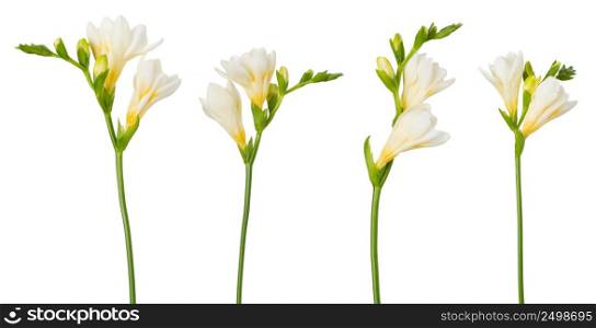 Freesia flower set twigs in bloom isolated on white background
