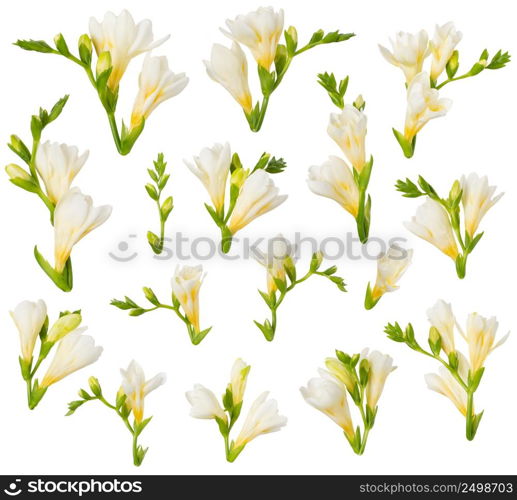 Freesia flowers and buds design elements isolated on white background. Blooming white and yellow freesia cut out for floral invitation card design.