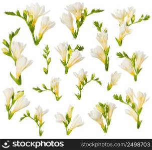Freesia flowers and buds design elements isolated on white background. Blooming white and yellow freesia cut out for floral invitation card design.