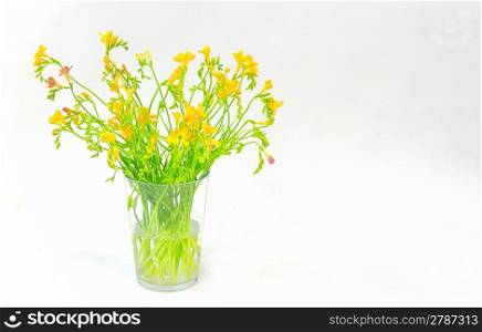 freesia flowers isolated