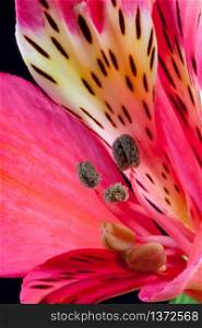 Freesia (Iridaceae) close-up