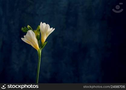 Freesia twig with buds and flowers over dark blue background with copy space