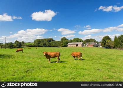 French agriculture landscape with brown Limousine cows