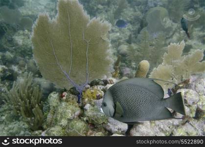 French Angelfish (Pomacanthus paru) swimming underwater, Utila Island, Bay Islands, Honduras