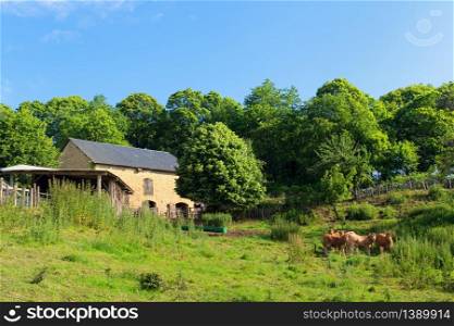 French barn with brown Limousin cows