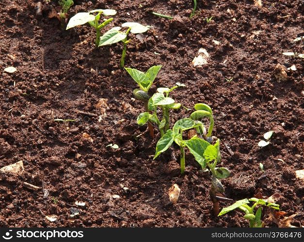 French beans sprout with two leafs in vegetable garden