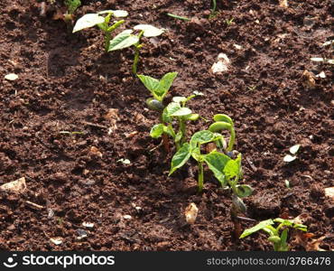 French beans sprout with two leafs in vegetable garden