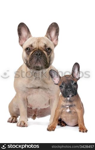 French Bulldog adult and puppy. French Bulldog adult and puppy in front of a white background