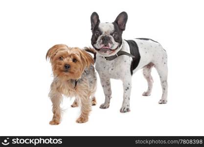 French Bulldog and a Yorkshire Terrier