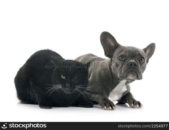 french bulldog and cat in front of white background
