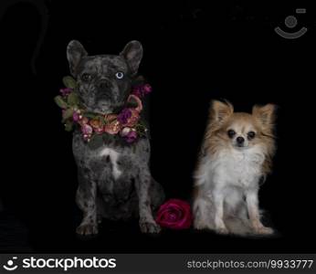 french bulldog and chihuahua in front of black background