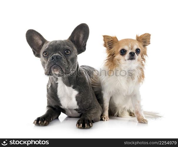 french bulldog and chihuahua in front of white background