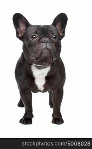 French Bulldog. French Bulldog in front of a white background