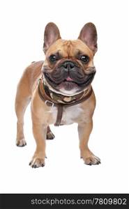 French Bulldog. French Bulldog in front of a white background