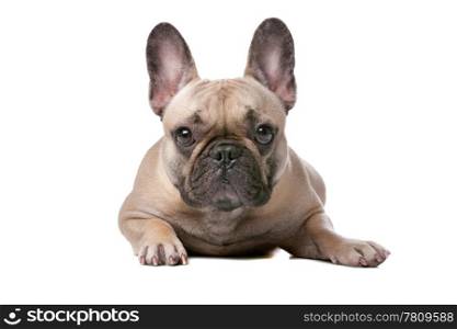 French bulldog in front of a white background