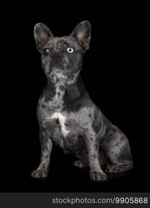 french bulldog in front of black background