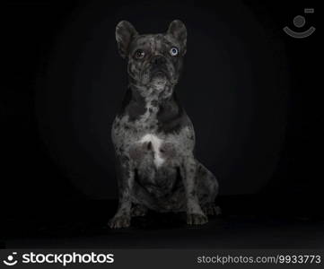 french bulldog in front of black background