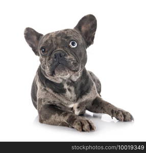 french bulldog in front of white background