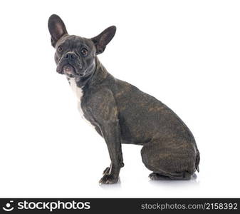 french bulldog in front of white background