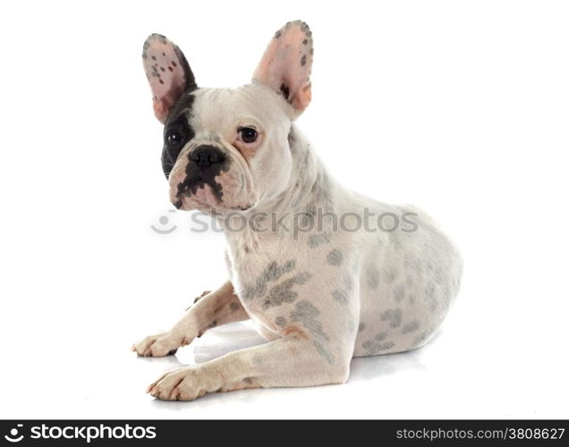 french bulldog in front of white background