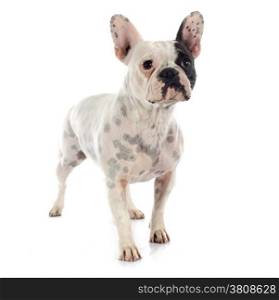 french bulldog in front of white background