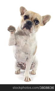 french bulldog in front of white background