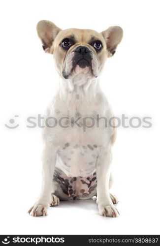 french bulldog in front of white background