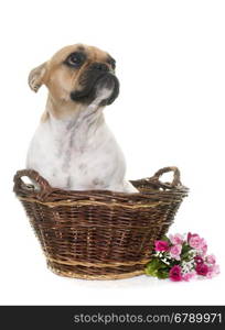 french bulldog in front of white background